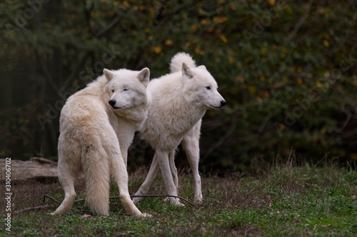Loups blancs arctiques