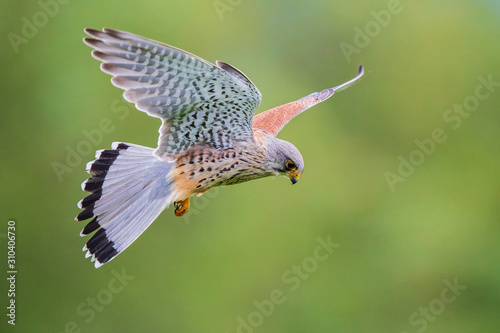 Common Kestrel (Falco tinnunculus) male flying close-up, Baden-Wuerttemberg, Germany photo