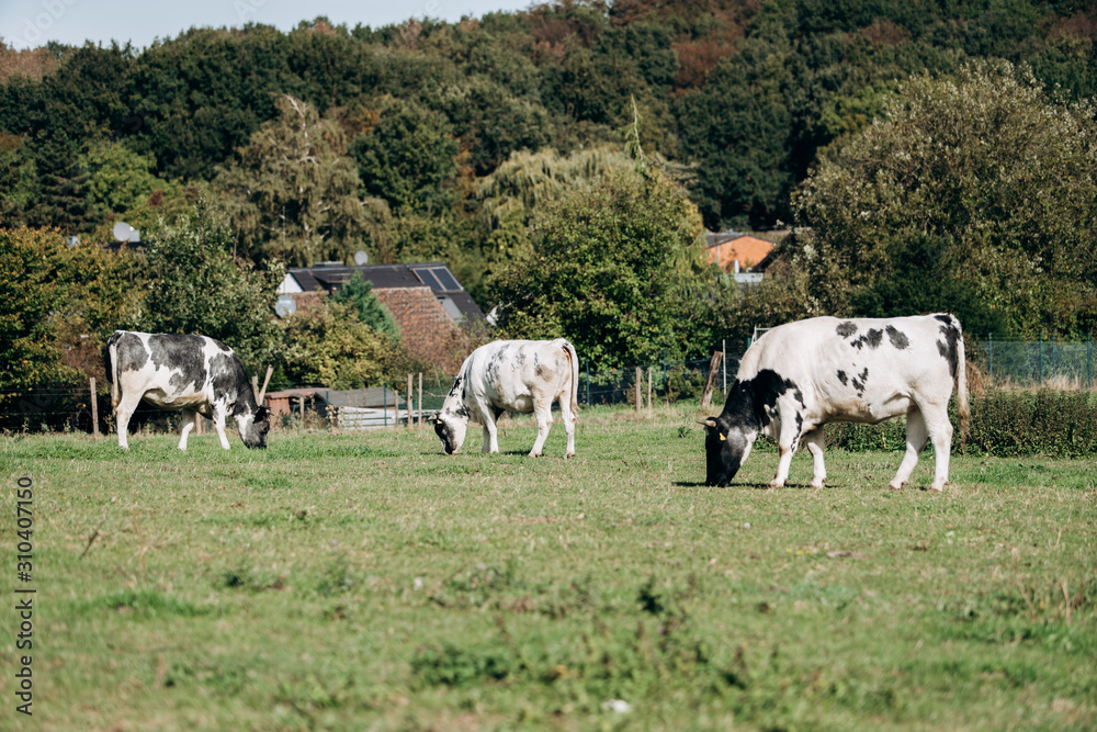 Cows grazing near forest. Cows graze near the forest on the green grass. Cows eat dried grass. Cows grazing near forest. Cows graze near the forest on the green grass. Cows eat dried grass.