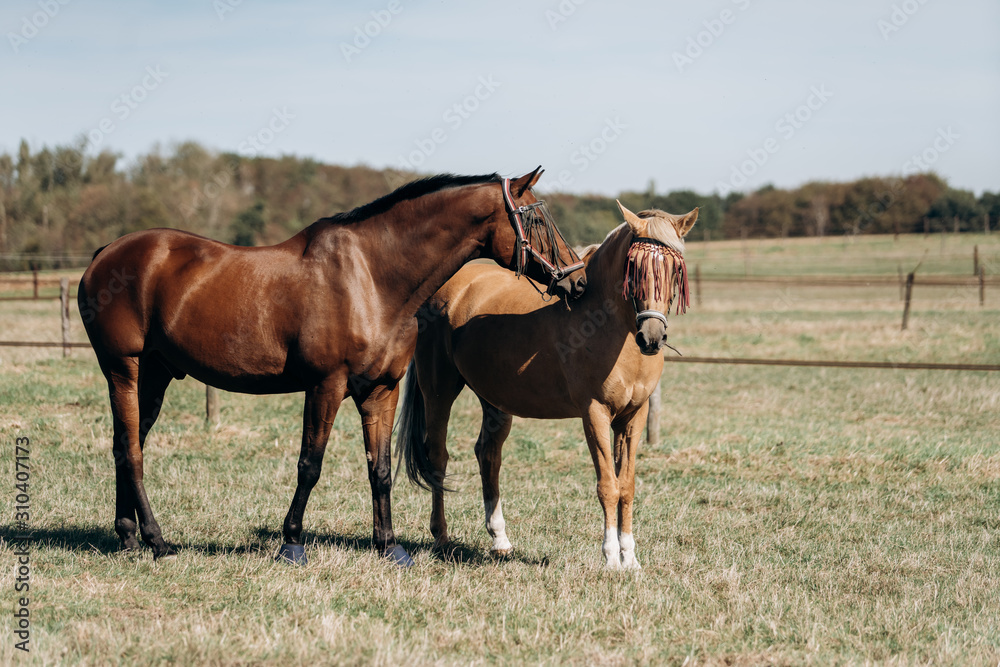 Horse farm. Horses on a horse farm. Horses graze on a horse farm. Horse farm. Horses on a horse farm. Horses graze on a horse farm.