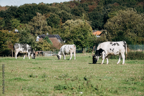 Cows grazing near forest. Cows graze near the forest on the green grass. Cows eat dried grass.