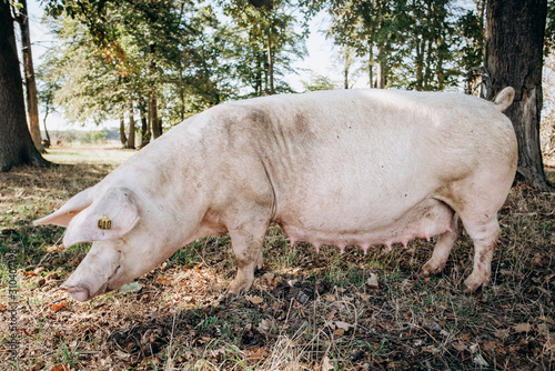 Sow posing for camera on green grass meadow rural animal farm photo