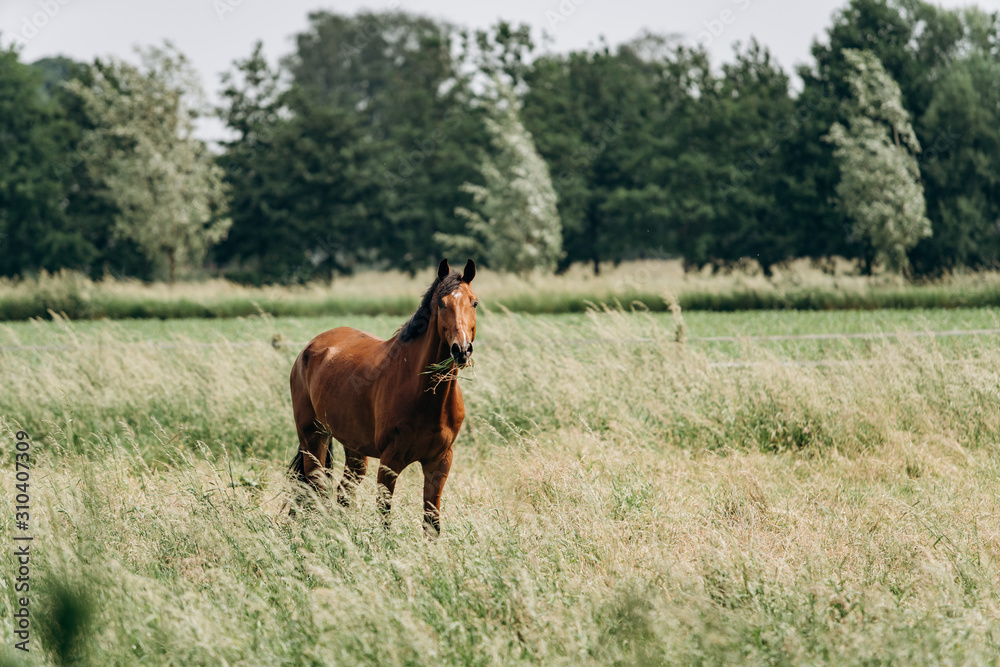 Portrait of a horse in the field in the long grass. Horse grazing in the long grass.