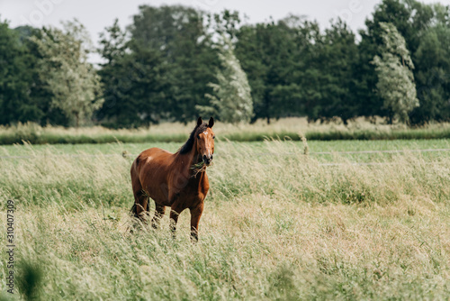 Fototapeta Naklejka Na Ścianę i Meble -  Portrait of a horse in the field in the long grass. Horse grazing in the long grass.