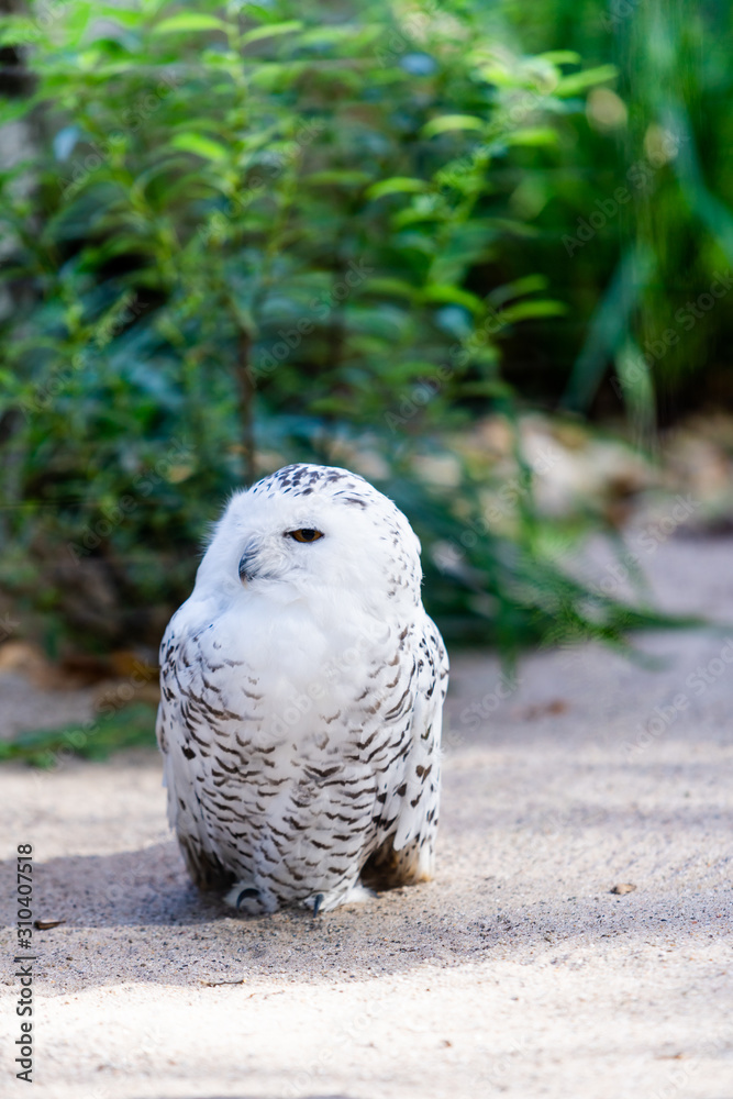 portrait of a beautiful snow owl. Bubo scandiacus. portrait of a beautiful snow owl. Bubo scandiacus.