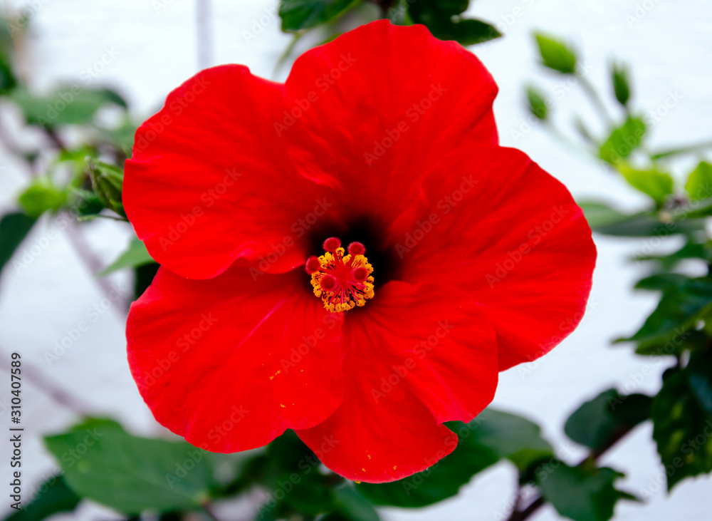 red hibiscus flower with petals and green leaves in the garden on a warm day red hibiscus flower with petals and green leaves in the garden on a warm day