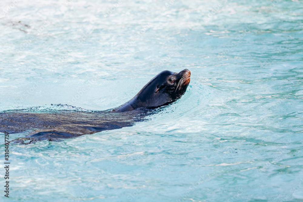 Obraz premium sea lion swims in turquoise sea water