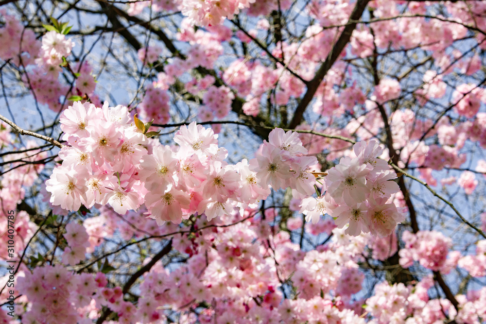 Magnolia branches in the garden near the house. Flowering Magnolia tree Magnolia branches in the garden near the house. Flowering Magnolia tree