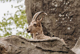 Brown mountain goat lying on the rocks