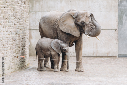 Canvas Print Baby elephant near big mother in zoo