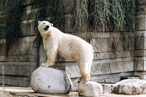 Polar bear in a zoo. The great white bear. photo