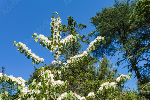 Branches of flowering viburnum plicatum mariesii photo