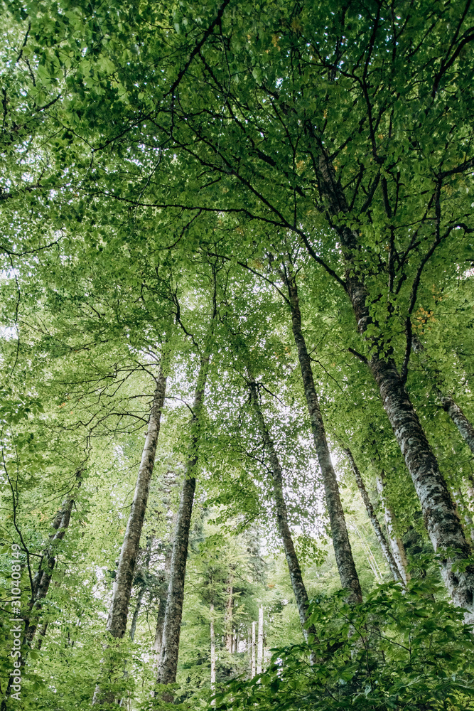 Pine forest tree wide angle view background