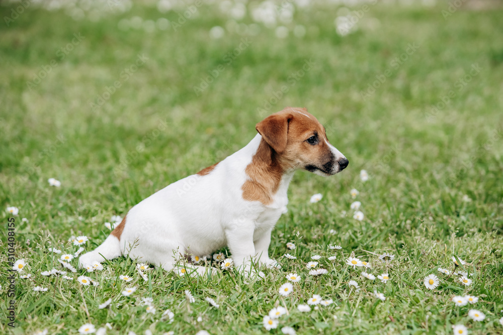 Jack Russell Terrier puppy on the grass in summer