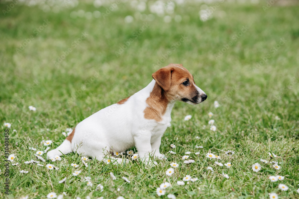 Jack Russell Terrier puppy on the grass in summer Jack Russell Terrier puppy on the grass in summer