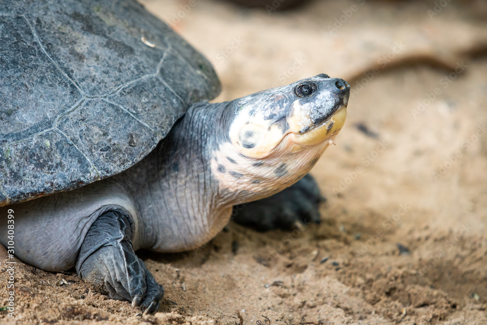 Portrait of the turtle on the sandy beach. Sea Turtle Portrait of the turtle on the sandy beach. Sea Turtle