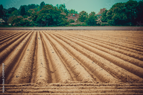 Agriculture landscape. Ploughing field.  Freshly planted potato field