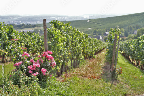 Wellenstein, vignobles photo