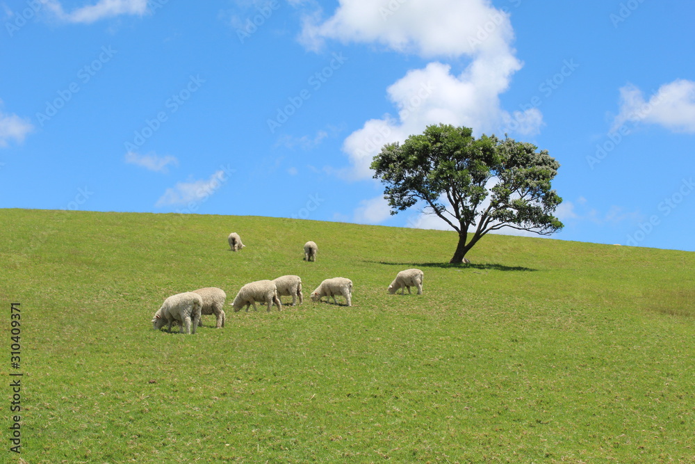 Obraz premium Sheeps