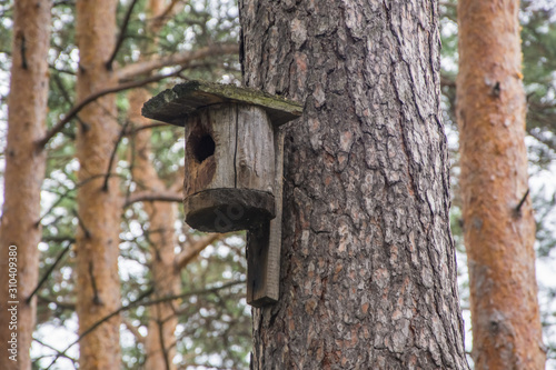 Birdhouse nailed to a pine
