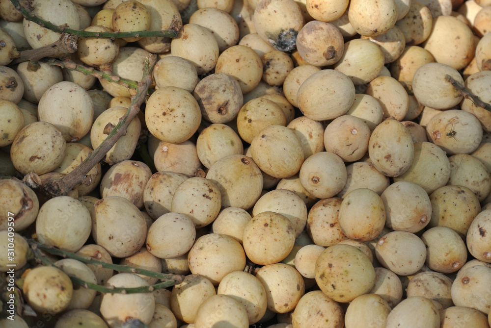 Lansium parasiticum or the scientific mane lansium domesticum, also known as langsat or lanzones. Tropical fruit many found in South East Asia. Lansium parasiticum or the scientific mane lansium domesticum, also known as langsat or lanzones. Tropical fruit many found in South East Asia.
