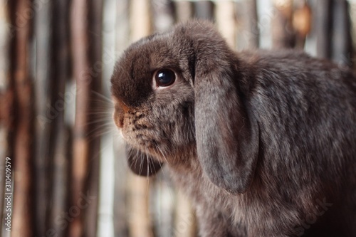 Brown mini lop rabbit side profile