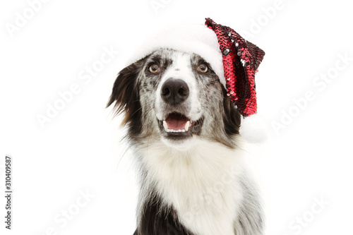 happy border collie celebrating christmas with a red santa claus hat. Isolated on white background.