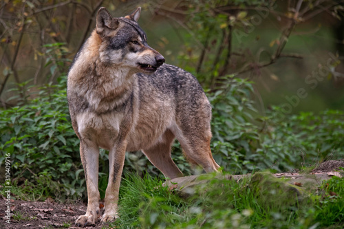 Loups gris d'Europe