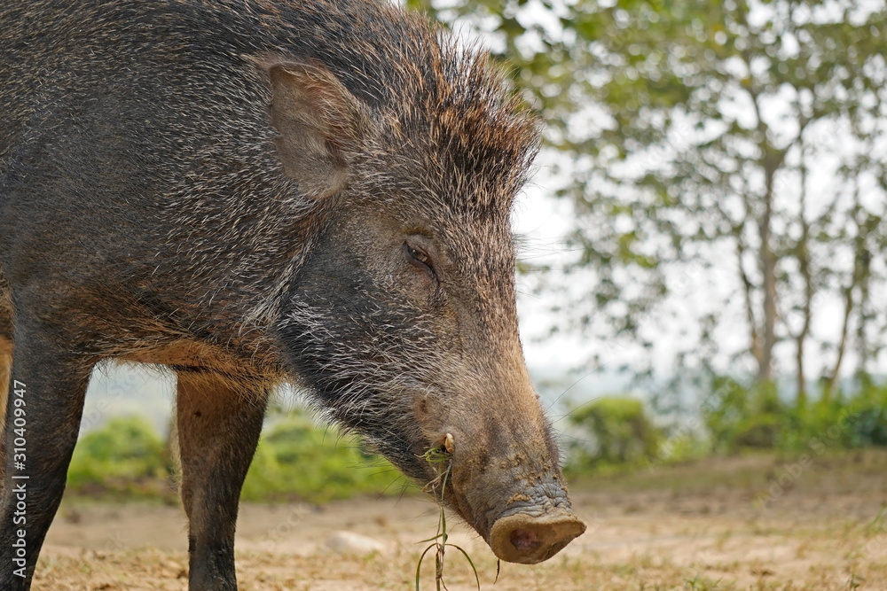 Portrait of a wild boar, Chitwan National Park, Nepal Portrait of a wild boar, Chitwan National Park, Nepal