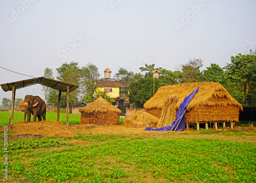 Domestic Elephant in the farm , Sauraga village, Nepal photo