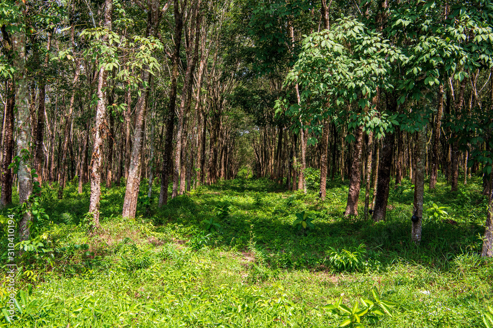 Beautiful tropikal trees in Thailand, Phuket.