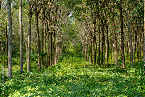 Beautiful tropikal trees in Thailand, Phuket.