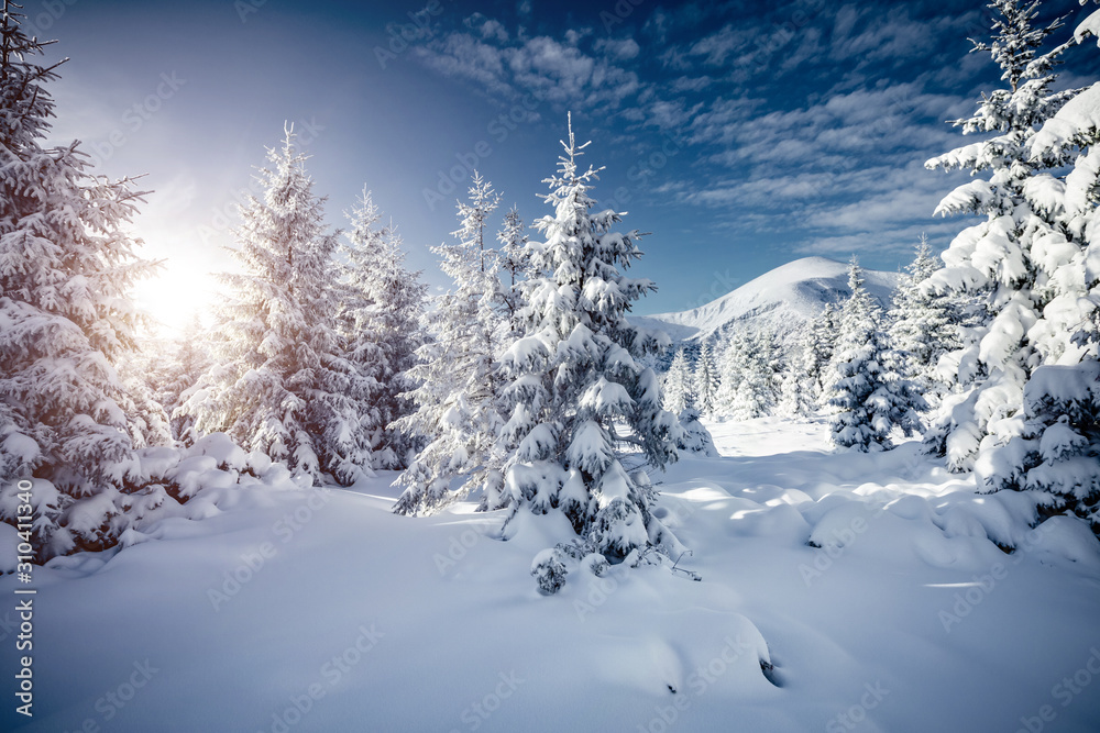 Gorgeous white spruces on a frosty day. Location Carpathian national park, Ukraine, Europe.