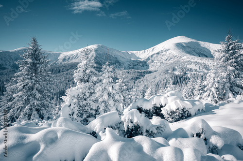 Vivid white spruces on a frosty day. Location Carpathian mountain, Ukraine, Europe.