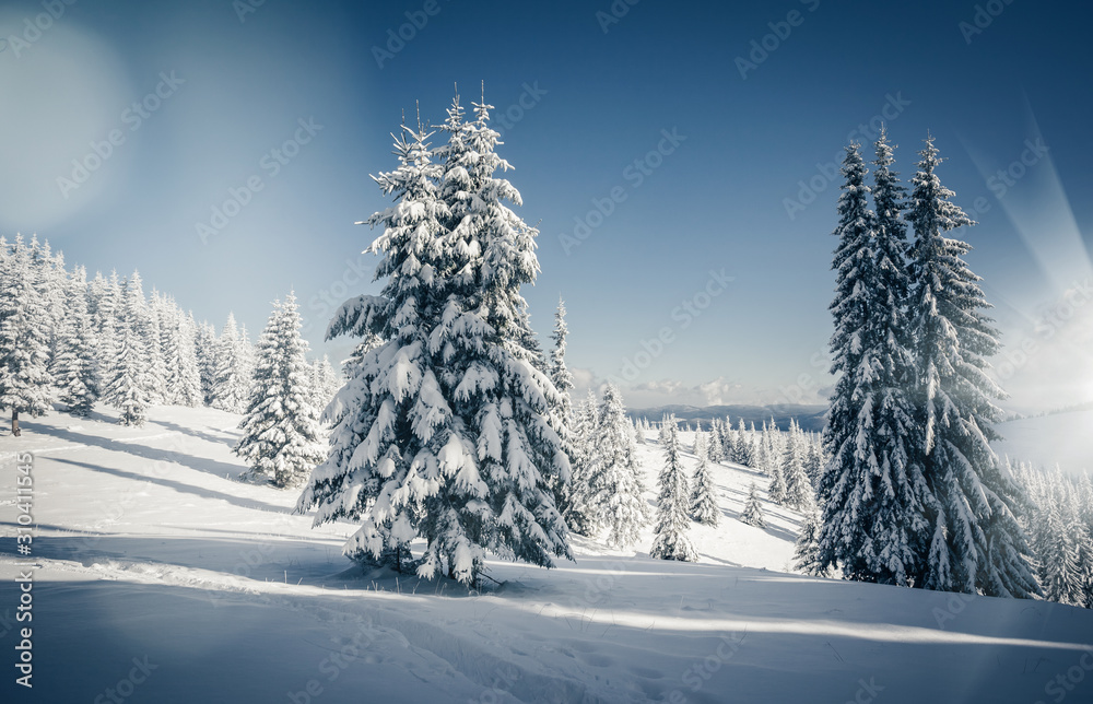 Obraz premium Vivid white spruces on a frosty day. Location Carpathian mountain, Ukraine, Europe.