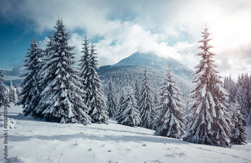 Vivid white spruces on a frosty day. Location Carpathian mountain, Ukraine, Europe. Vivid white spruces on a frosty day. Location Carpathian mountain, Ukraine, Europe.