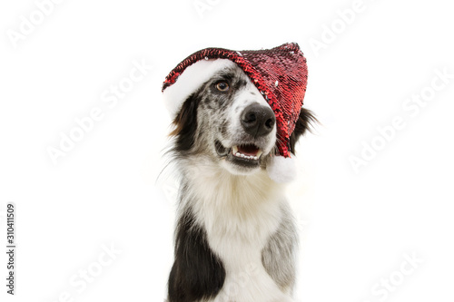 joy border collie dog celebrating christmas with a red santa claus hat. attentive expression. Isolated on white background.