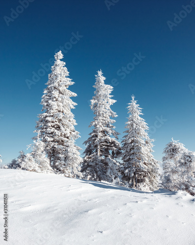 Magical white spruces on a frosty day. Location Carpathian mountain, Ukraine, Europe.