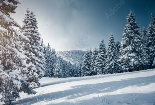 Vivid white spruces on a frosty day. Location Carpathian mountain  Ukraine  Europe.