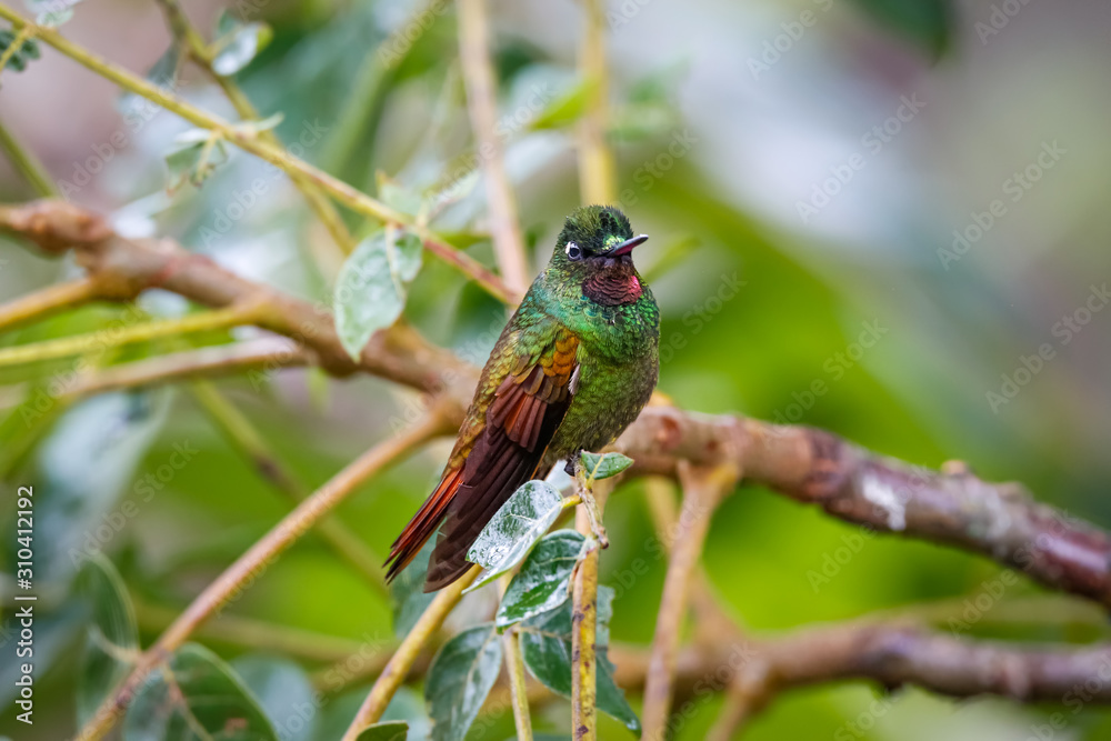 Beautiful colored Brazilian ruby perched on a branch against defocused green background, Serra da Mantiqueira, Atlantic Forest, Itatiaia, Brazil Beautiful colored Brazilian ruby perched on a branch against defocused green background, Serra da Mantiqueira, Atlantic Forest, Itatiaia, Brazil