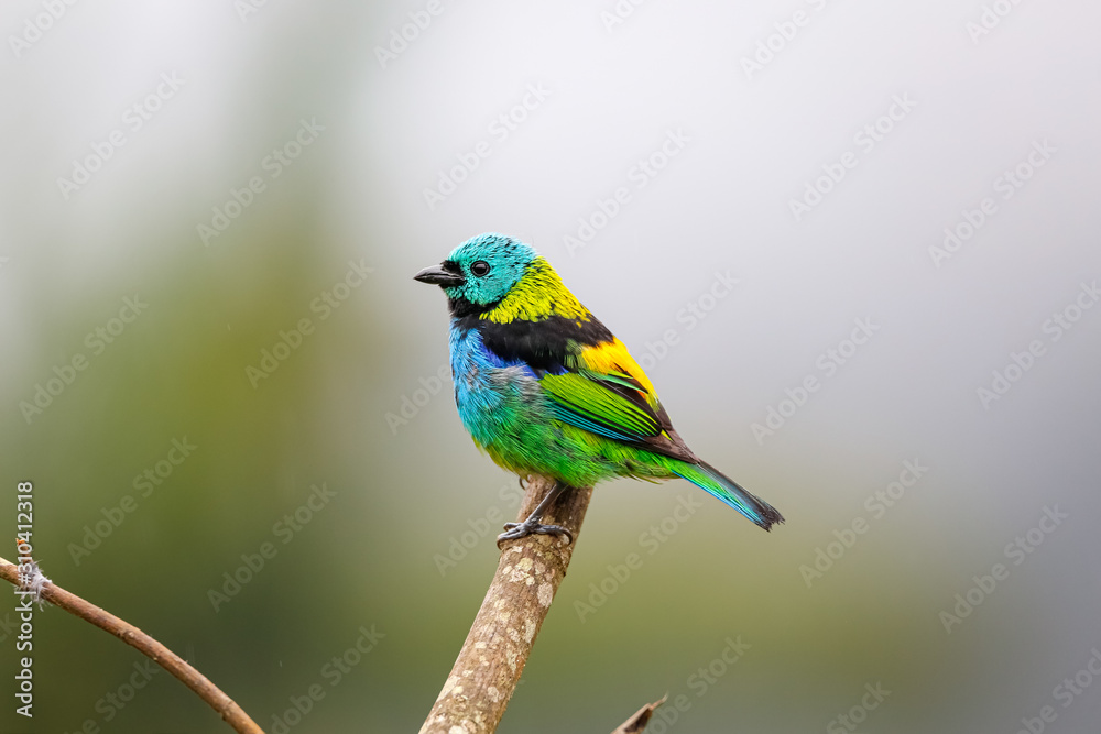 Colorful Green-headed tanager perched on a bare branch against defocused background, Serra da Mantiqueira, Atlantic Forest, Itatiaia,  Brazil 