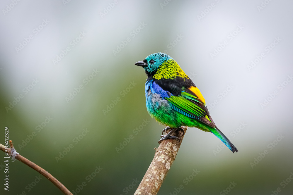 Colorful Green-headed tanager perched on a bare branch against defocused background, Serra da Mantiqueira, Atlantic Forest, Itatiaia, Brazil Colorful Green-headed tanager perched on a bare branch against defocused background, Serra da Mantiqueira, Atlantic Forest, Itatiaia, Brazil