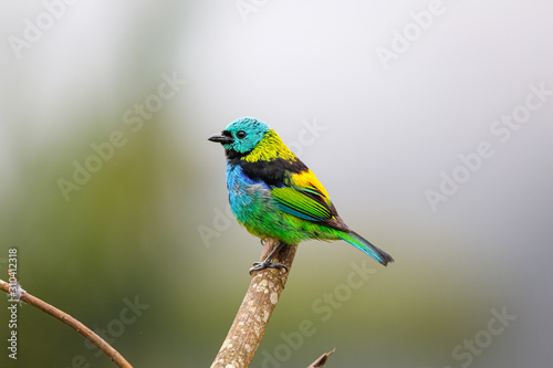Colorful Green-headed tanager perched on a bare branch against defocused background, Serra da Mantiqueira, Atlantic Forest, Itatiaia,  Brazil  © Uwe Bergwitz