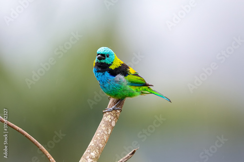 Colorful Green-headed tanager perched on a bare branch against defocused background, Serra da Mantiqueira, Atlantic Forest, Itatiaia, Brazil 