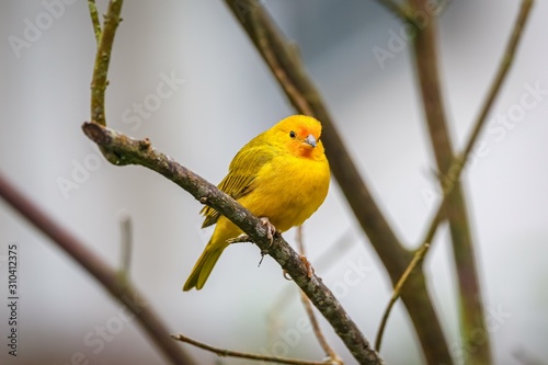 Beautiful Saffron finch perched on a leaveless branch against defocused gray background, Serra da Mantiqueira, Atlantic Forest, Itatiaia,  Brazil  photo