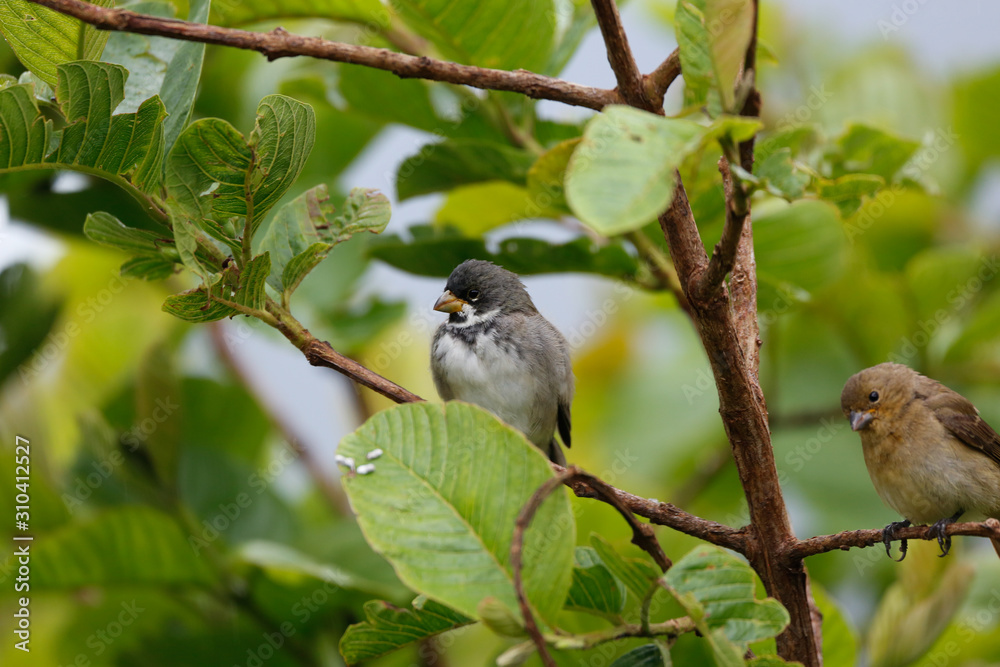 Cute Double-collared seedeaters perched in a leafy tree, Serra da Mantiqueira, Atlantic Forest, Itatiaia, Brazil Cute Double-collared seedeaters perched in a leafy tree, Serra da Mantiqueira, Atlantic Forest, Itatiaia, Brazil