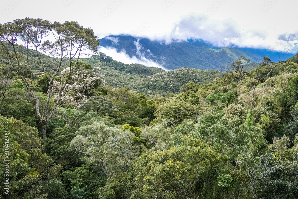 View of lush Atlantic rainforest in the Serra da Mantiqueira (Mantiqueira Mountain Range), Itatiaia, Brazil 