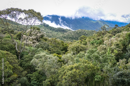 View of lush Atlantic rainforest in the Serra da Mantiqueira (Mantiqueira Mountain Range), Itatiaia, Brazil 