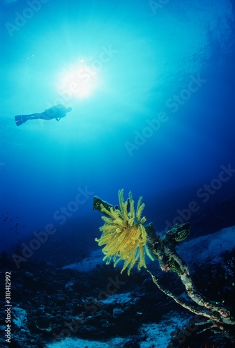 Coral Reef And Feather Star With Scuba Diver In Background