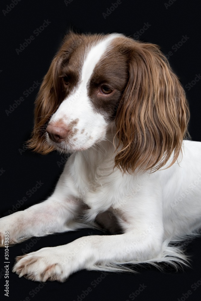 Closeup Of English Springer Spaniel Closeup Of English Springer Spaniel